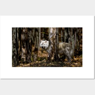 Arctic Wolf Posters and Art